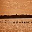 Фламинго на соленом озере в Ларнаке, Кипр