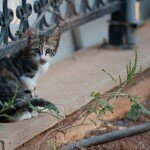 Кошки, которые живут на Кипре