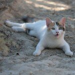 Кошки, которые живут на Кипре