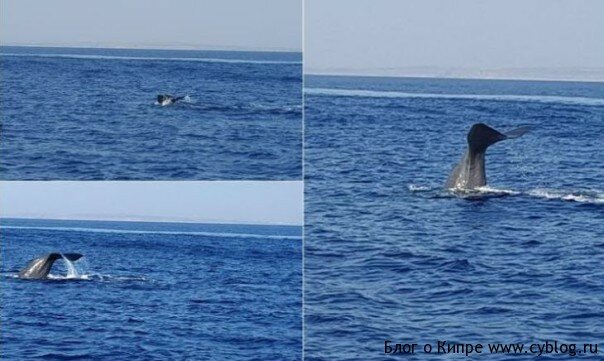 Недалеко от Кипра был замечен кит